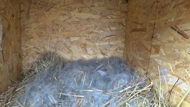 Почему крольчиха не приходит в охоту и не хочет спариваться ПРИЧИНЫ смотреть онлайн