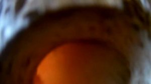 Первое кормление цыплят морковью.