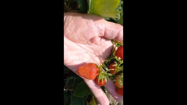 КЛУБНИКА ЧЕРРИ-БЕРРИ  - ОЧЕНЬ СЛАДКАЯ И ОЧЕНЬ РАННЯЯ , НО НЕ ТО ,  ЧТО ЗАЯВЛЕНО ПРОИЗВОДИТЕЛЕМ .