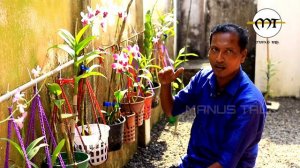 ഓർക്കിഡ്  നട്ടു വളർത്തുമ്പോൾ ഡെൻഡ്രോബിയം തന്നെ താല്പര്യം..interest in orchid plants dendrodium