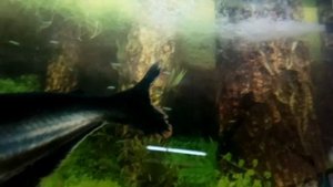 АКУЛИЙ СОМ (видео сиамский сом-акула)