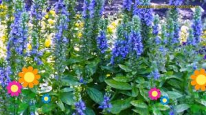 Лобелия синяя Блю Селект. Краткий обзор, описание характеристик lobelia siphilitica Blue Select