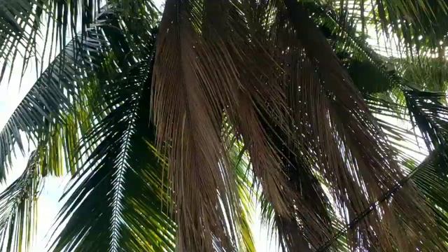 Вся ПРАВДА о кокосах | как растут кокосы на пальмах ? смотреть онлайн