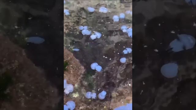 Наплыв Желейных окончен