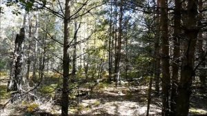 СБОР ГРИБОВ В БЕЛАРУСИ. СЕНТЯБРЬ 2021.