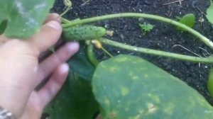 Осенние огурцы Корнишоны Ф1