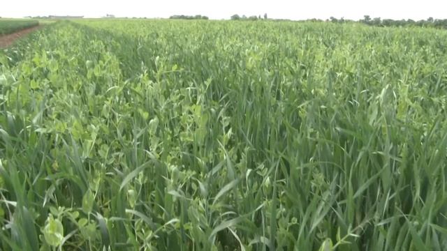 NS JARA GRAHORICA NOVI BEOGRAD смотреть онлайн