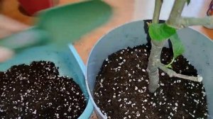 пересадка фикус карика или инжир