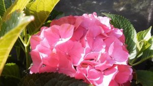 Hydrangea macrophylla Forever&Ever Red 2015г.