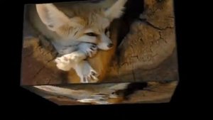 Счастье планеты