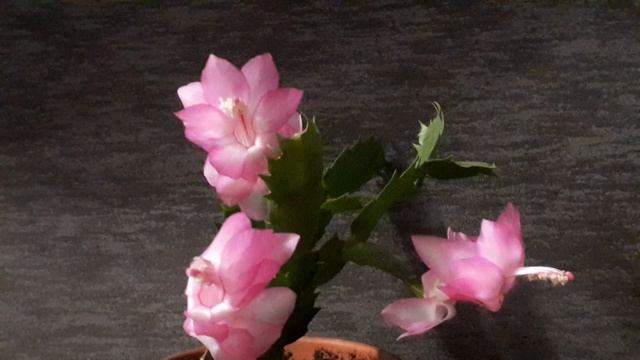 шлюмбергера ROSA BRAZIL