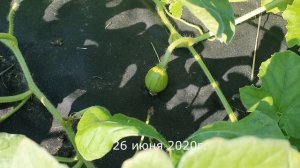 Дыня АЙКИДО F1. Сезон 2020