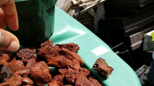 Rlc. Lehualani Beauty 'Volcano Queen' Orchid смотреть онлайн