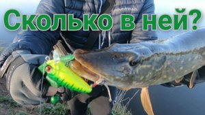 Тестовая Щука?