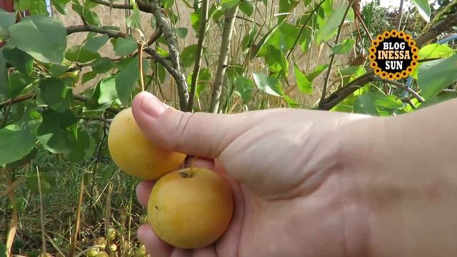 Что выросло, то выросло! Урожай 2016, сентябрь. смотреть онлайн