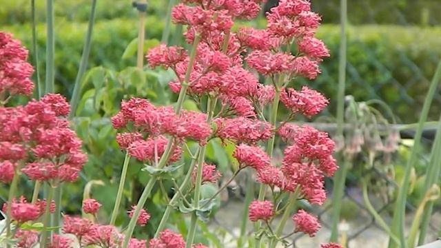 Centranthus ruber 'Coccineus' смотреть онлайн