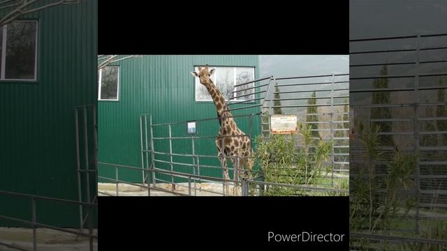 Ялтинский зоопарк "Сказка" смотреть онлайн