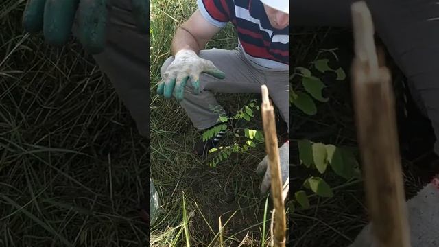 Ветрозащитная посадка Белых акаций/Windproof Planting of White Acacia смотреть онлайн