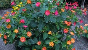 Красивые ночные цветы - Мирабилис