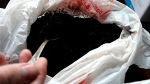 5 основных ошибок при выращивании рассады томатов