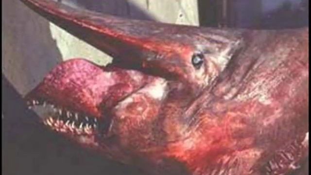 Seres extraños y cosas raras смотреть онлайн