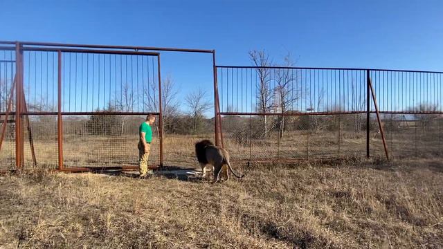 Как мы загоняли в вольер льва Алекса ! смотреть онлайн