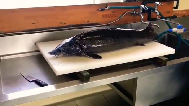 Морепродукты - Разделка и Обработка Осётра на Стейки и Филейные Части