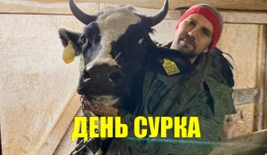 день сурка