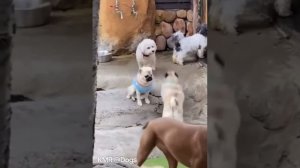 Обольститель дам 🕺🥰😎 ( видео про собак )