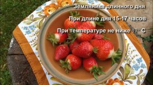 Отношение  земляники садовой  к продолжительности  светового дня