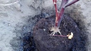 Суданская роза Посадка древовидного цветочного растения гибискус на грядке