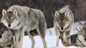 ВОЛК В ДЕЛЕ - ВОЛК ПРОТИВ ПИТБУЛЯ, ВОЛКОДАВА И ДРУГИХ СОБАК - Кто кого?