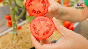 Обзор томата Анфиса F1