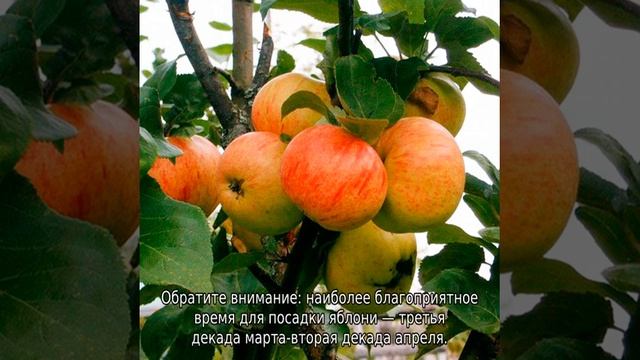 Яблоня Осенняя радость
