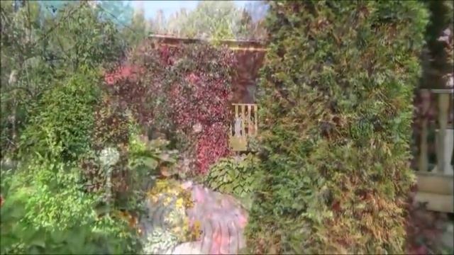 Дача.Влог. Ручной опрыскиватель. Девичий виноград. Малаховка. смотреть онлайн