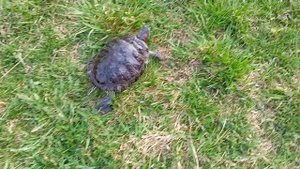 Строим ЧЕРЕПАШАТНИК для ЧЕРЕПАХИ своими руками ЧАСТЬ 1\ Красноухая черепаха\ Жизнь в ДЕРЕВНЕ\Питомц