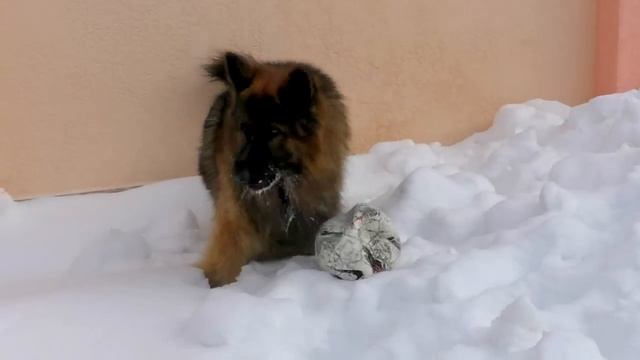 Красавец Кобель Длинношерстной Немецкой Овчарки. Male long-haired German Shepherd. Одесса.