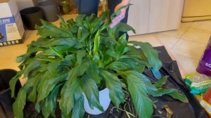 Пересадка спатифиллума | Услуга пересадки растений - как это происходит | Что творится внутри Лечуз