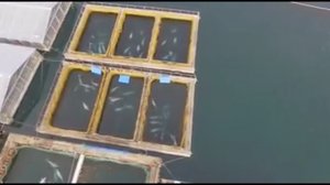 Китовая тюрьма в Приморье  
