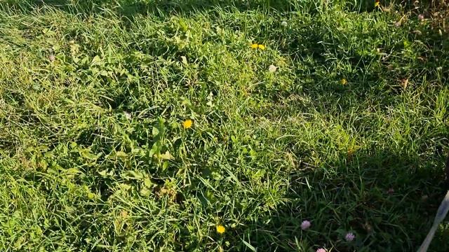 прогулка с мопсами смотреть онлайн