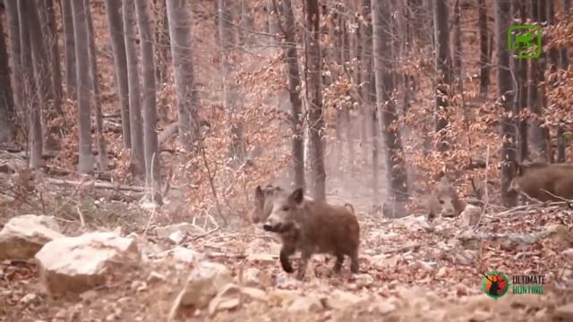 Это нужно Увидеть , Охота на кабана в Болгарии 2017 смотреть онлайн