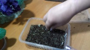 Глоксинии первогодки.Как спят клубни глоксиний.
