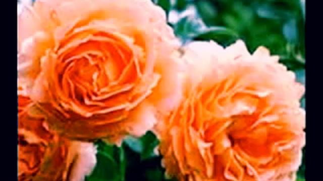 Плетистые розы смотреть онлайн