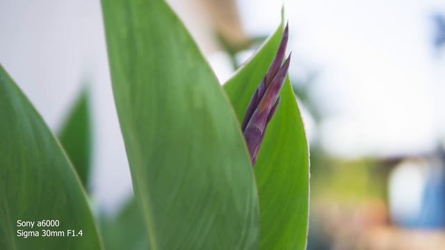 Sony a6000 | My 3 Favorite APS-C Prime Lenses (2018) смотреть онлайн