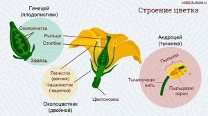 14. Репродуктивные органы растения. Цветок
