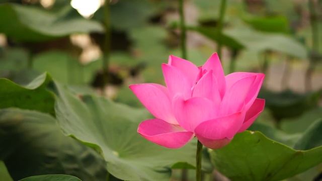 Чудесная ГАЯТРИ Мантра произнесена 108 раз смотреть онлайн