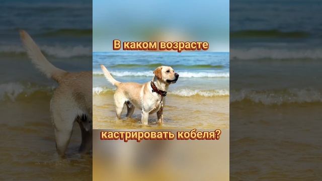 ??? В каком возрасте кастрировать кобеля?