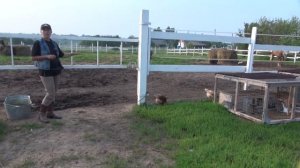 Моцион лошади на личном подворье