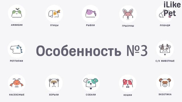 Как правильно кормить хомяков?