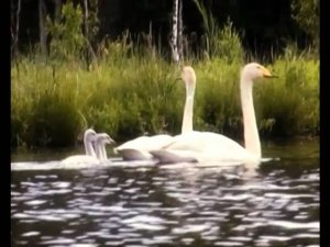 Не берите птиц и зверей из природы. Социальный ролик для ТВ